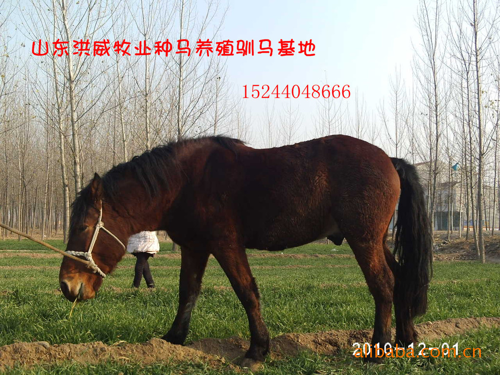 伊犁马的价格 马的养殖技术  马饲养的正确方法