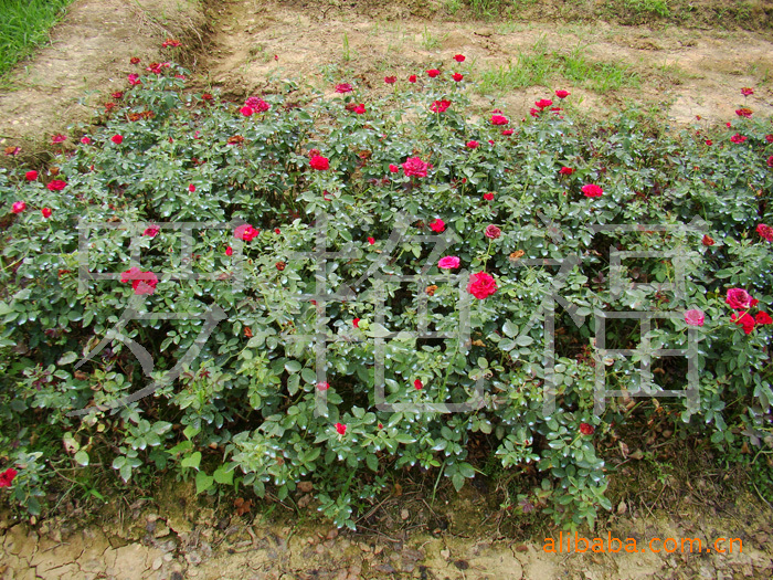 钻石月季  花卉苗木  优价供应