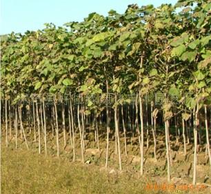 供应梓树.梓树种子