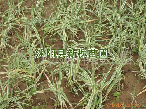 供花叶芦竹 黄菖蒲 千屈菜-苗木-花卉