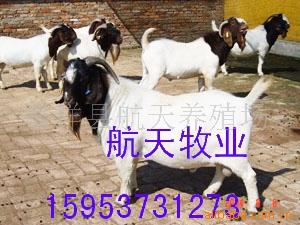 山东肉羊养殖基地-羊 肉羊 波尔山羊种羊