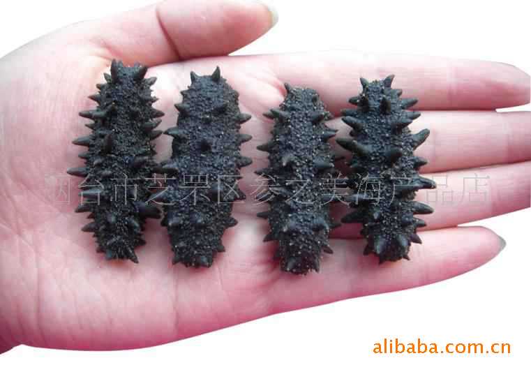 烟台养马岛淡干海参水产品批发鲜活水产加工