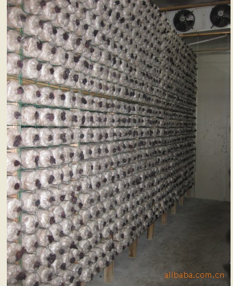 出口高温食用菌菌种  平菇食用菌菌棒