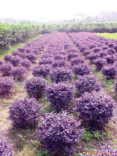 供应彩色绿化苗木-花木-花卉