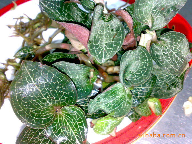 滇西金线莲 民间称药王 不仅善百病 而且味奇香