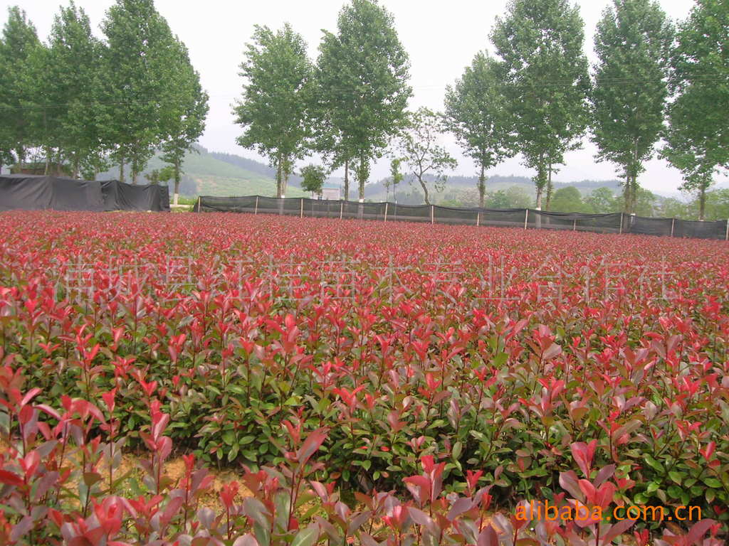 浦城  红桂苗木   供应绿篱红叶石楠50万株，每株价格3.3--3.8元