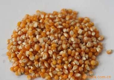 供应优质玉米
