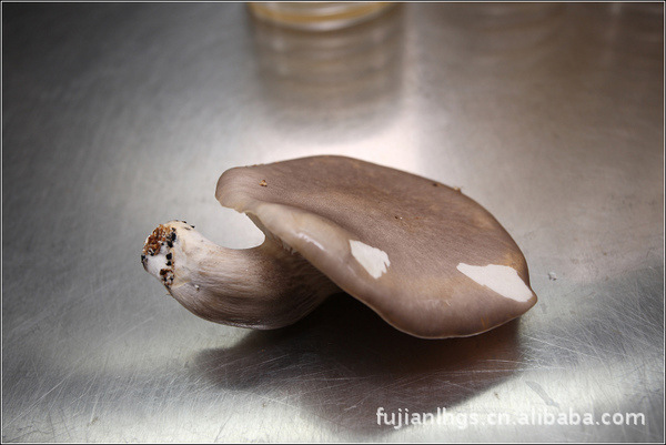 鲍鱼菇批发，食用菌批发，炖炒皆宜。