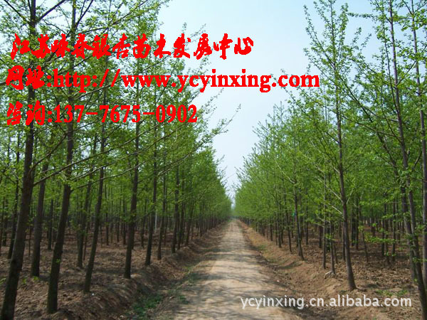 本基地长期大量供应发银杏苗，1.5公分银杏树优质可靠，成活率高