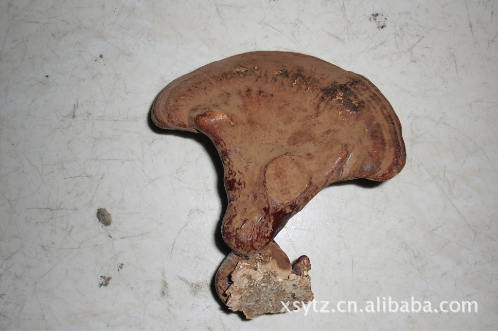 低价供应大量优质灵芝。厂家直销量大可尤