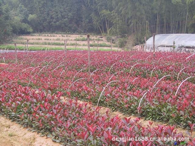 自产自销湖南苗木  红叶石楠