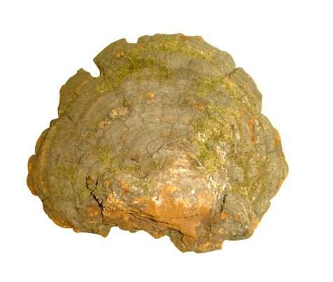 大量供应野生灵芝、松针层孔菌