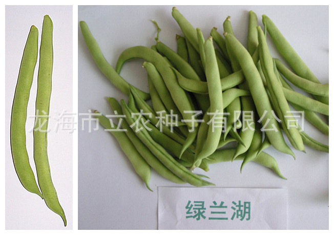 农作物种子 蔬菜种子  四季豆 绿兰湖