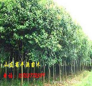 低价供应乔木 大叶女贞 皂荚