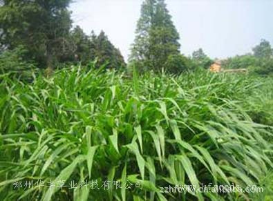 多年生牧草种子 ，多年生黑麦草种子， 进口牧草种子