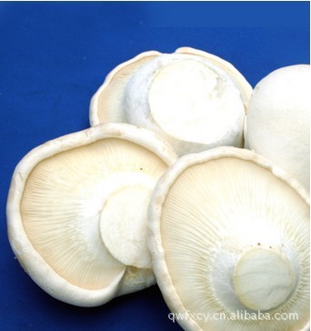 供应白灵菇（出菇时间9-10月）