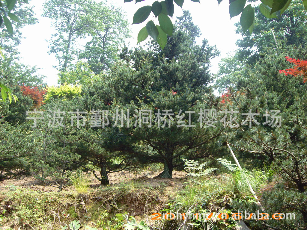 优惠供应五针松、盆景各类绿化苗木