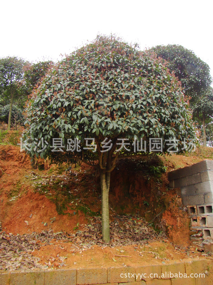 供应湖南绿化苗木 精品桂花树