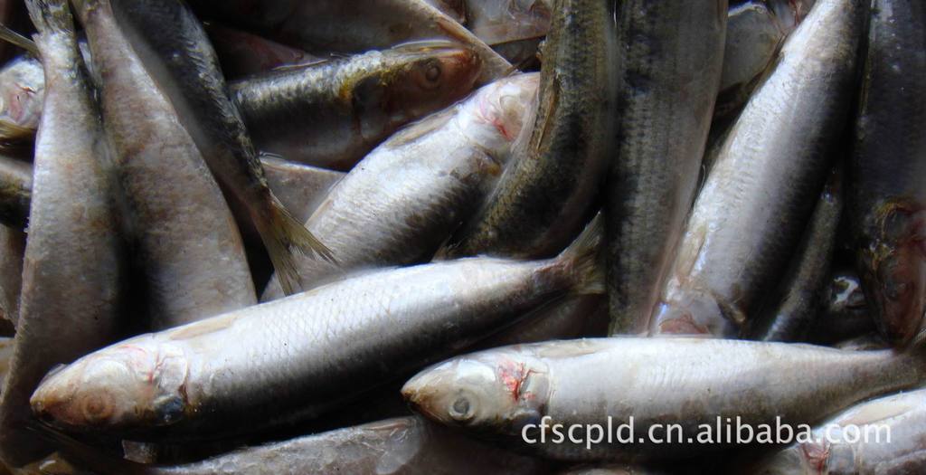 批发 供应 冷冻水产 鱼类 大沙丁鱼