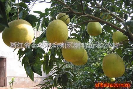 供应各类优质园林花木 园林绿化花木 园林苗木 园林灌木 园林乔木