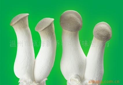 批发供应杏鲍菇，食用菌(图)