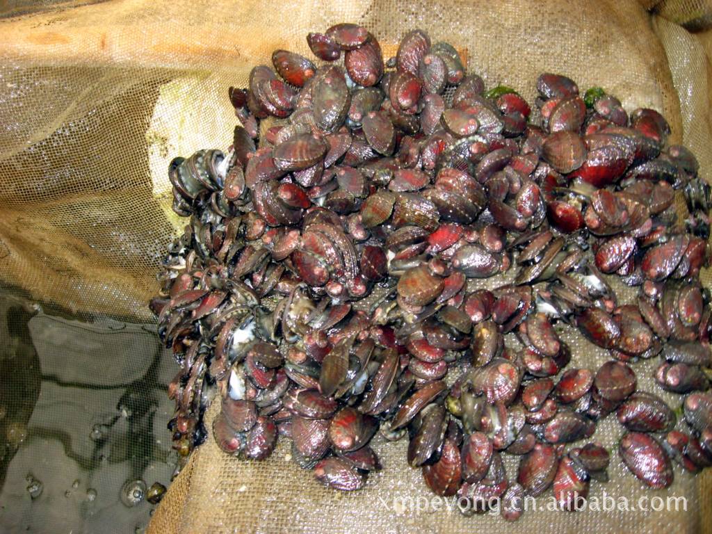 鲍苗（九孔鲍苗耐热型、抗病力高）