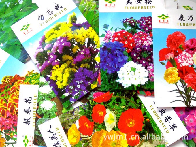 各种花卉种子批发 紫罗兰 勿忘我 凤仙花 薰衣草等各种花种子 子