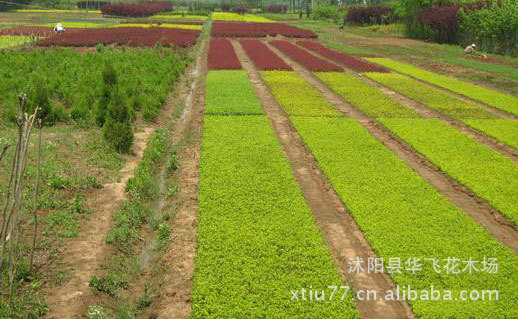 供应绿化苗木 金叶女贞苗 金叶女贞小苗