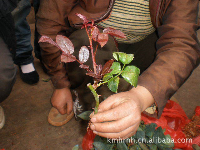 大量供应优质各品种玫瑰苗