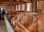 养殖肉牛知识 肉牛选种 肉牛犊 夏洛莱牛 养牛技术