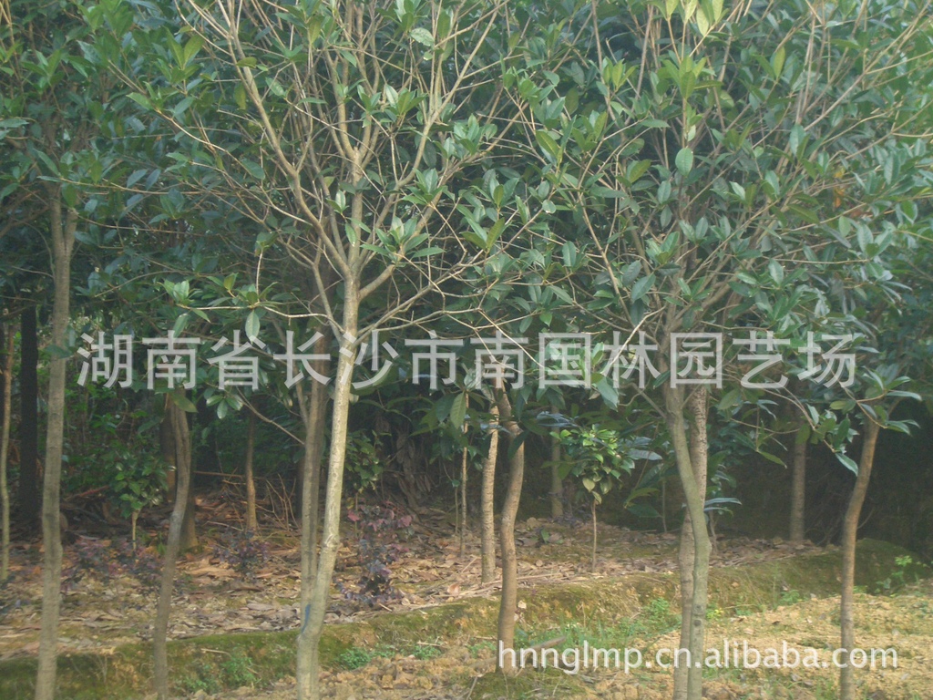 大量供应绿化苗木----桂花树