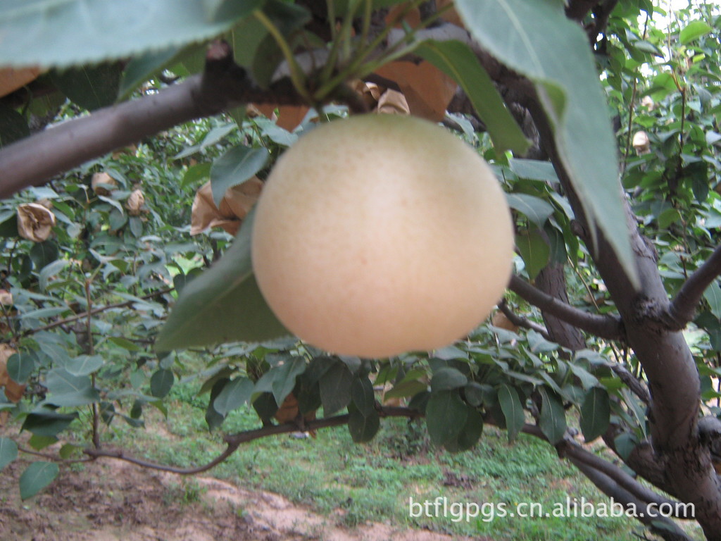 供应绿宝石，出口级一级果。