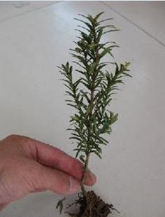 曼地亚红豆杉小苗、盆栽花卉、绿化苗木 绿化小苗