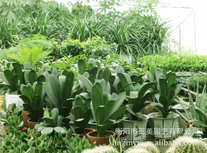 正美园艺供应盆景花卉苗木   欢迎订购