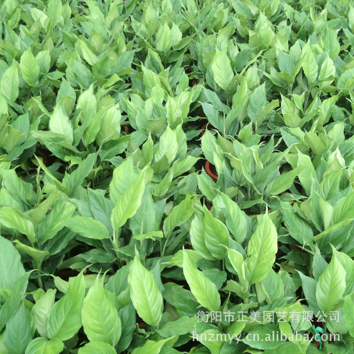 直销大量花卉苗木|花卉种子|花卉小苗 品种齐全  价格最优
