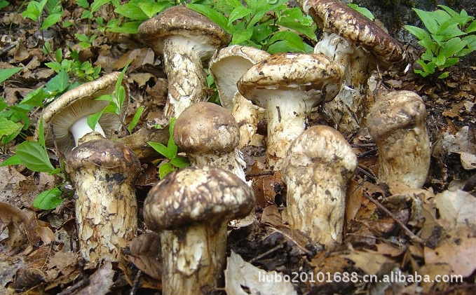 食用菌类，野生菌，姬松茸