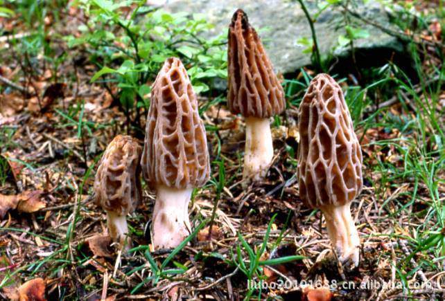 食用菌，野生菌，羊肚菌