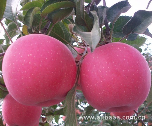 供应红富士苹果 烟台苹果产地直销 首选烟台苹果 绿色更健康