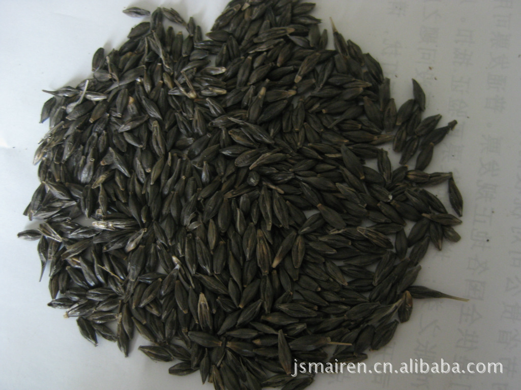 供应黑大麦 黑麦 黑麦米 黑麦片