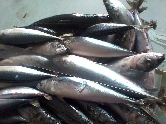 供应船冻鲭鱼