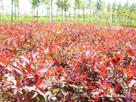 【精品推荐】绿化苗木 红叶石楠 红叶石楠小苗 高杆红叶石楠球