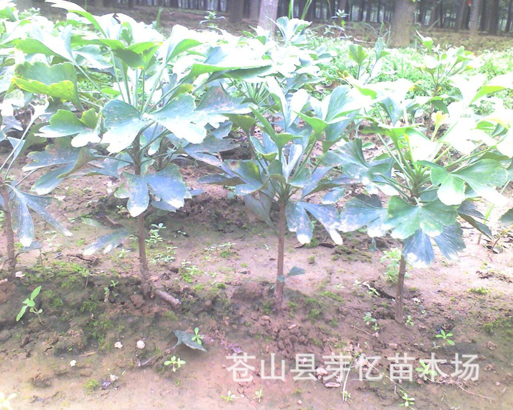 1年苗银杏树 小银杏树 一年苗 实生苗