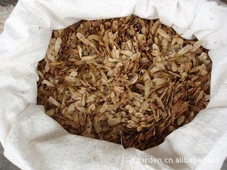 供应美国红枫种子、正宗美国红枫种子