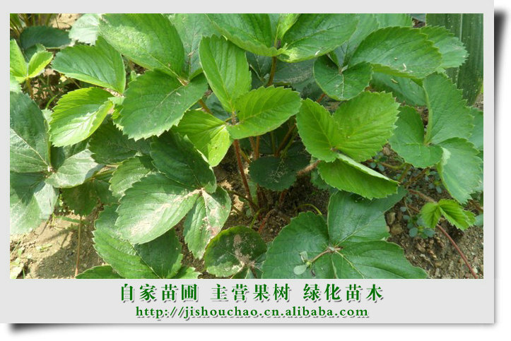 园林绿化苗木 花卉种子 草莓苗木 优质草莓苗
