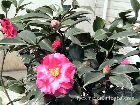 供应 绿化苗木 茶梅 茶梅盆栽 茶梅苗木 花木绿化13574134776