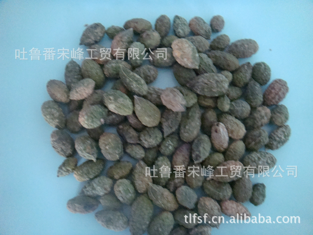 新疆野生 野西瓜 中草药