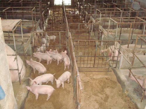 江特778垫料床发酵剂 垫料床菌种 垫料发酵菌 懒汉养猪发酵床菌种