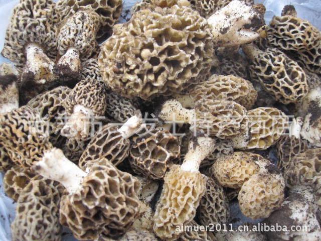 东北野生 批发羊肚菌 一等品质 2012年最佳馈赠健康食用菌