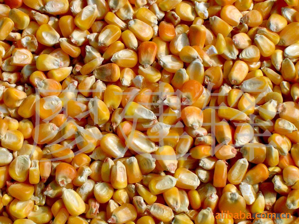 批发供应玉米籽粒
