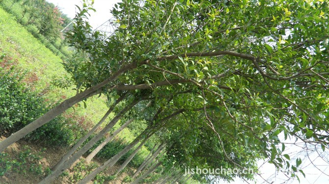 优质供应 自家苗圃工程绿化苗木，大叶女贞